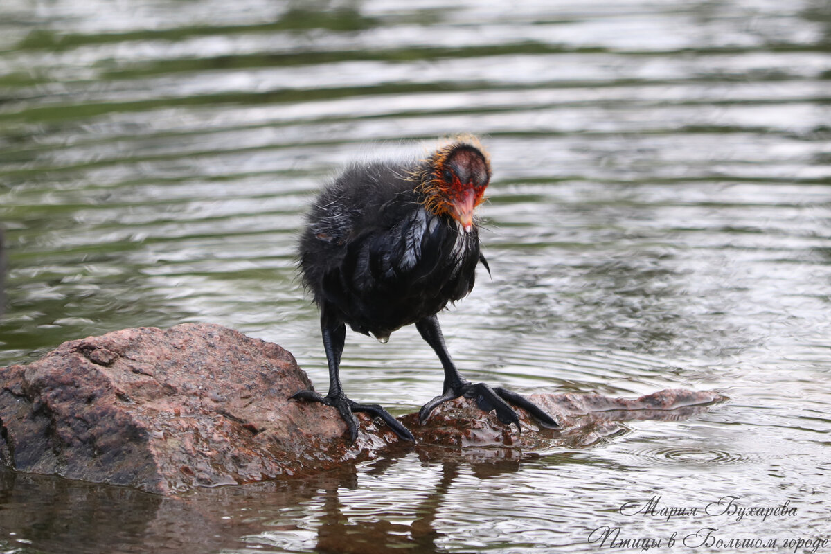 Вот это лапы!