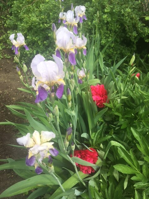 фото автора

Так я пока и не осуществила свое желание посадить желтые и коричневые ирисы. 



