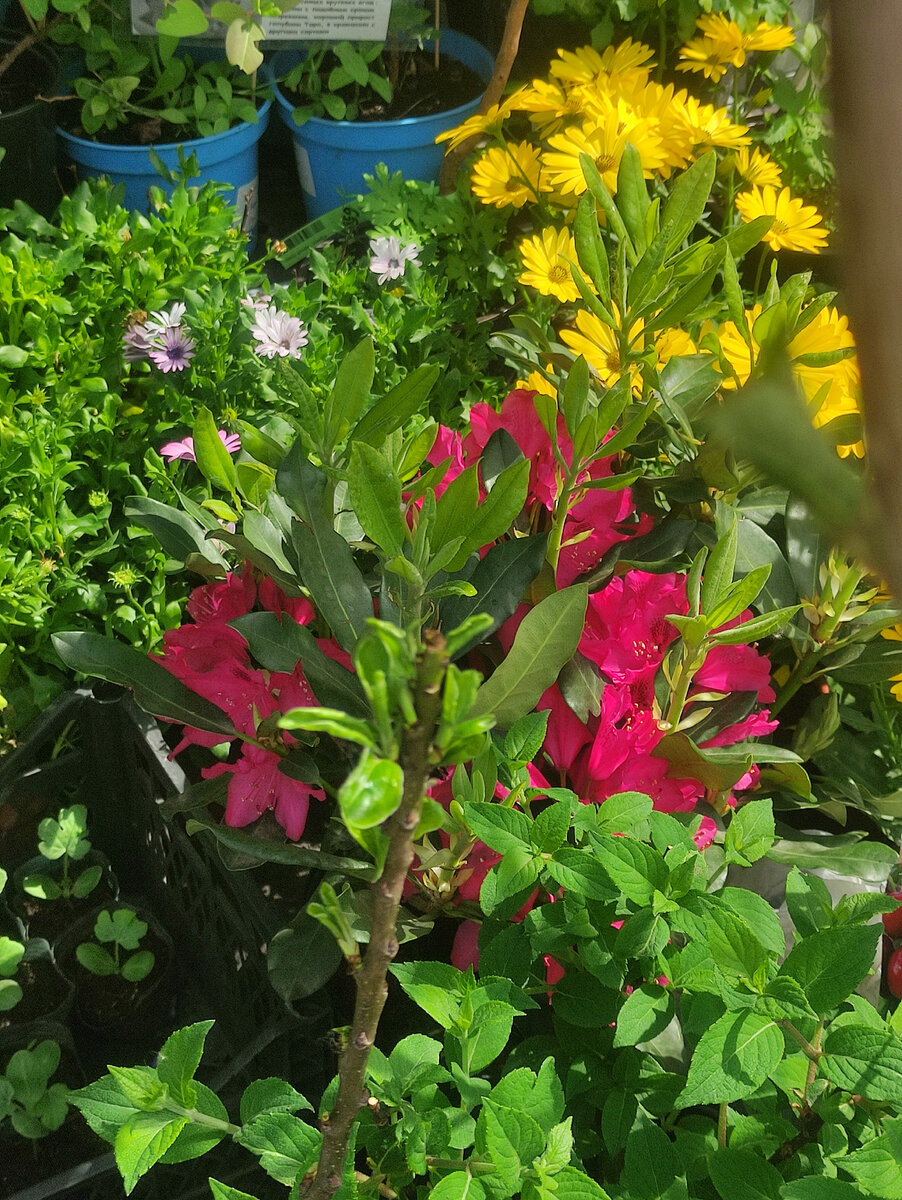 Тёмно-розовый рододендрон. Жёлтые ромашки, это остеоспермум вегетативный.