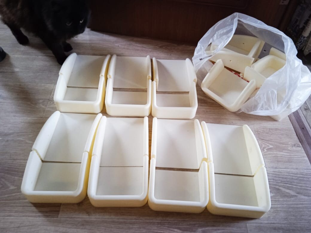 Фото кота автора