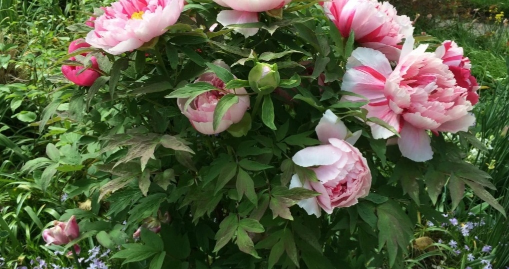 Обязательные подкормки пионов с весны до осени. Как добиться хорошего цветения и крупных цветов у пионов?