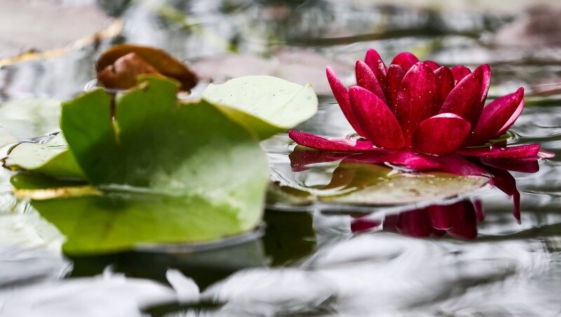      Фото: Новодережкин Антон / / Антон Новодережкин/ТАСС / ТАСС фотобанк