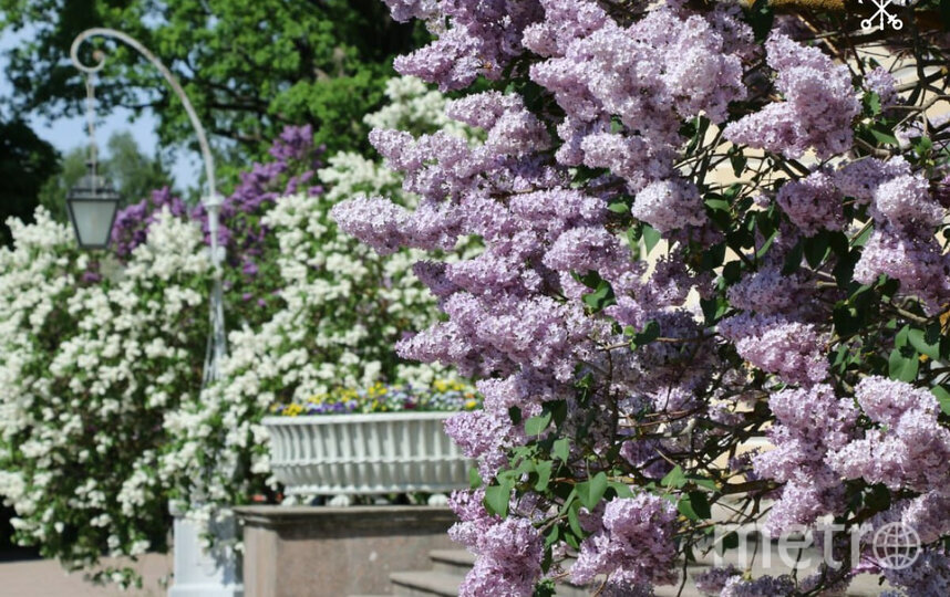    Фото: t.me/spbprav.