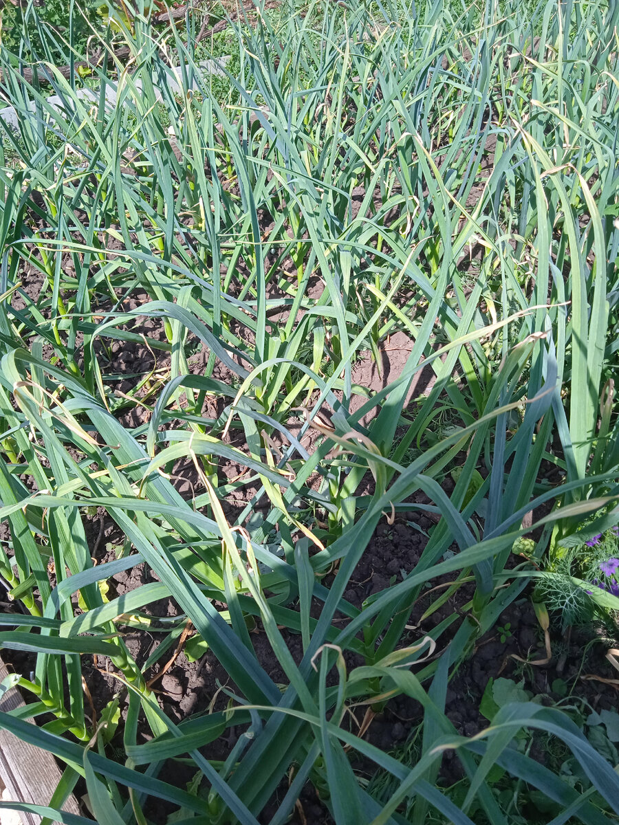 уже прополотый и без стрелок