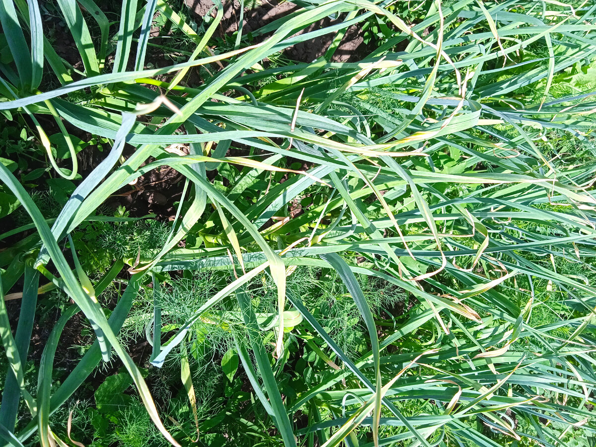 чего там только не наросло.