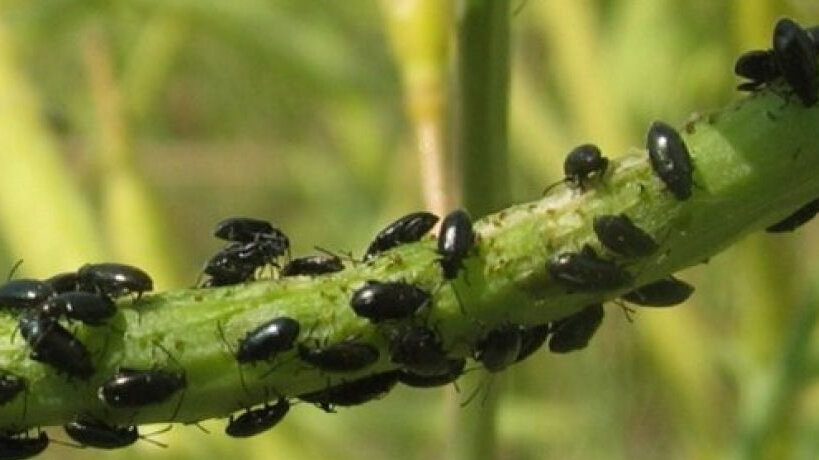 Крестоцветная блошка вредит капусте, шпинату, редьке, редису. Начинается лёт, когда температура воздуха достигнет +15°C