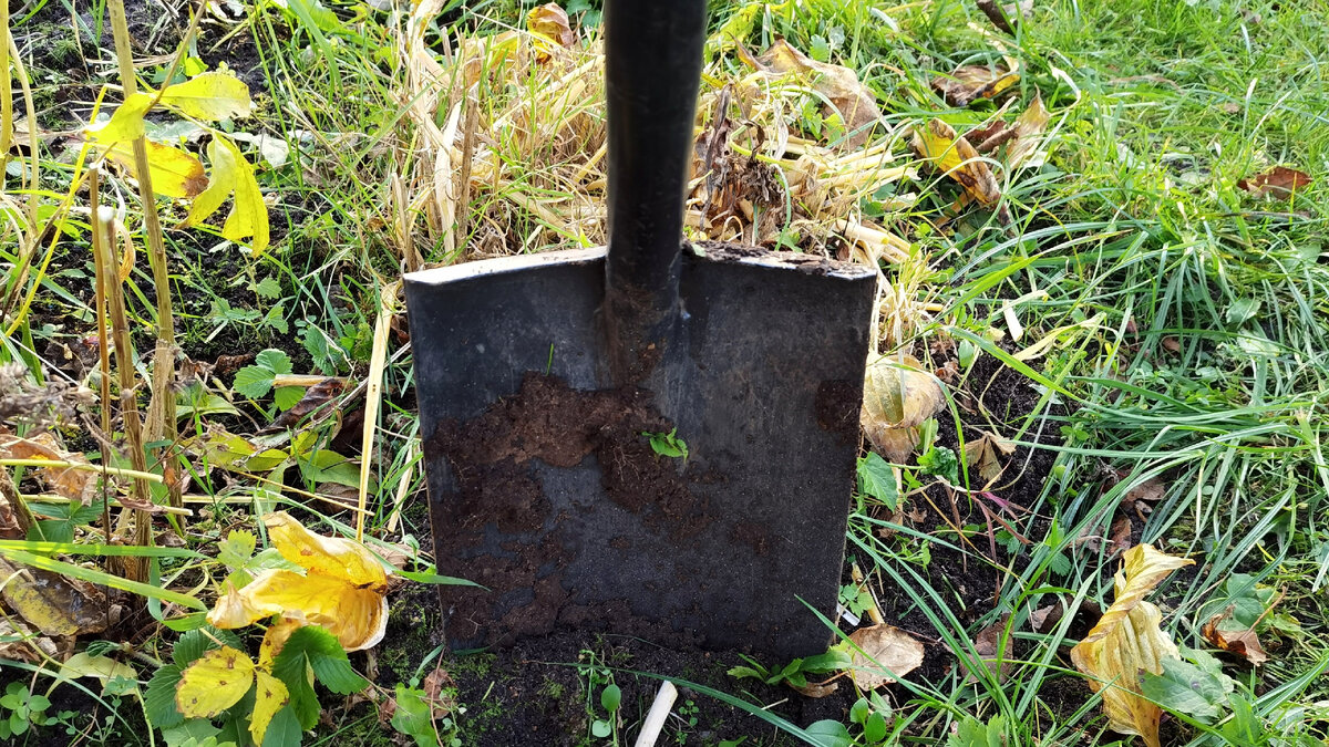 Каждую осень важно перекапывать землю на огороде на штык лопаты, убирать растительные остатки.