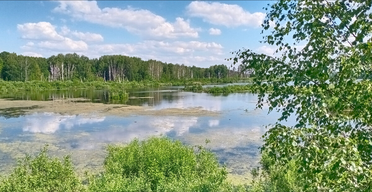 Московская область, лесопарк "Лосиный остров", 8 июня 2024 года.
