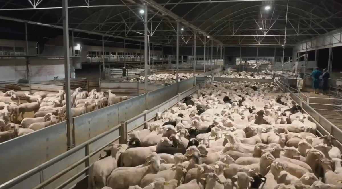 Фидлот для овец