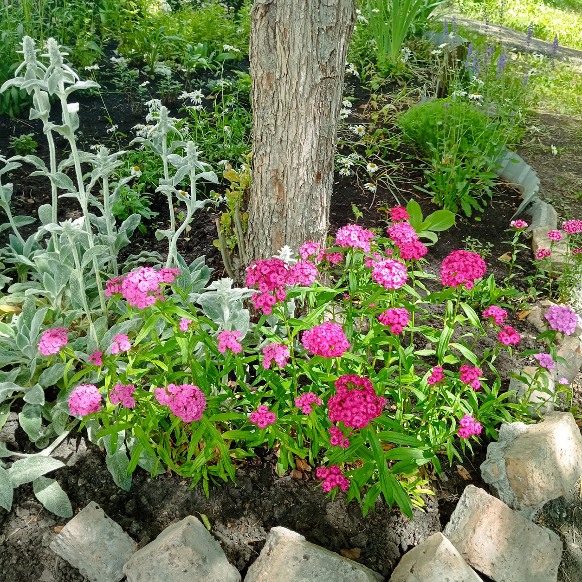 Турецкая гвоздичка для обложки