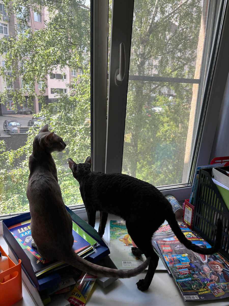 Фото автора. Окна открываем, только если кто-то есть в комнате и следит за котами 