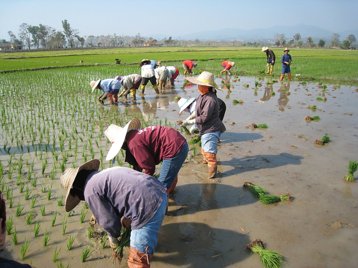 Высадка рассады риса вручную в Таиланде. Фото с сайта https://fotokonkurs.ru/