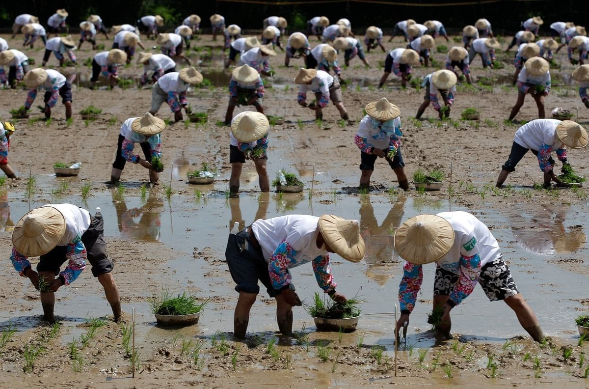 Массовая посадка риса вручную на Тайване. Фото с сайта https://terra-z.com/