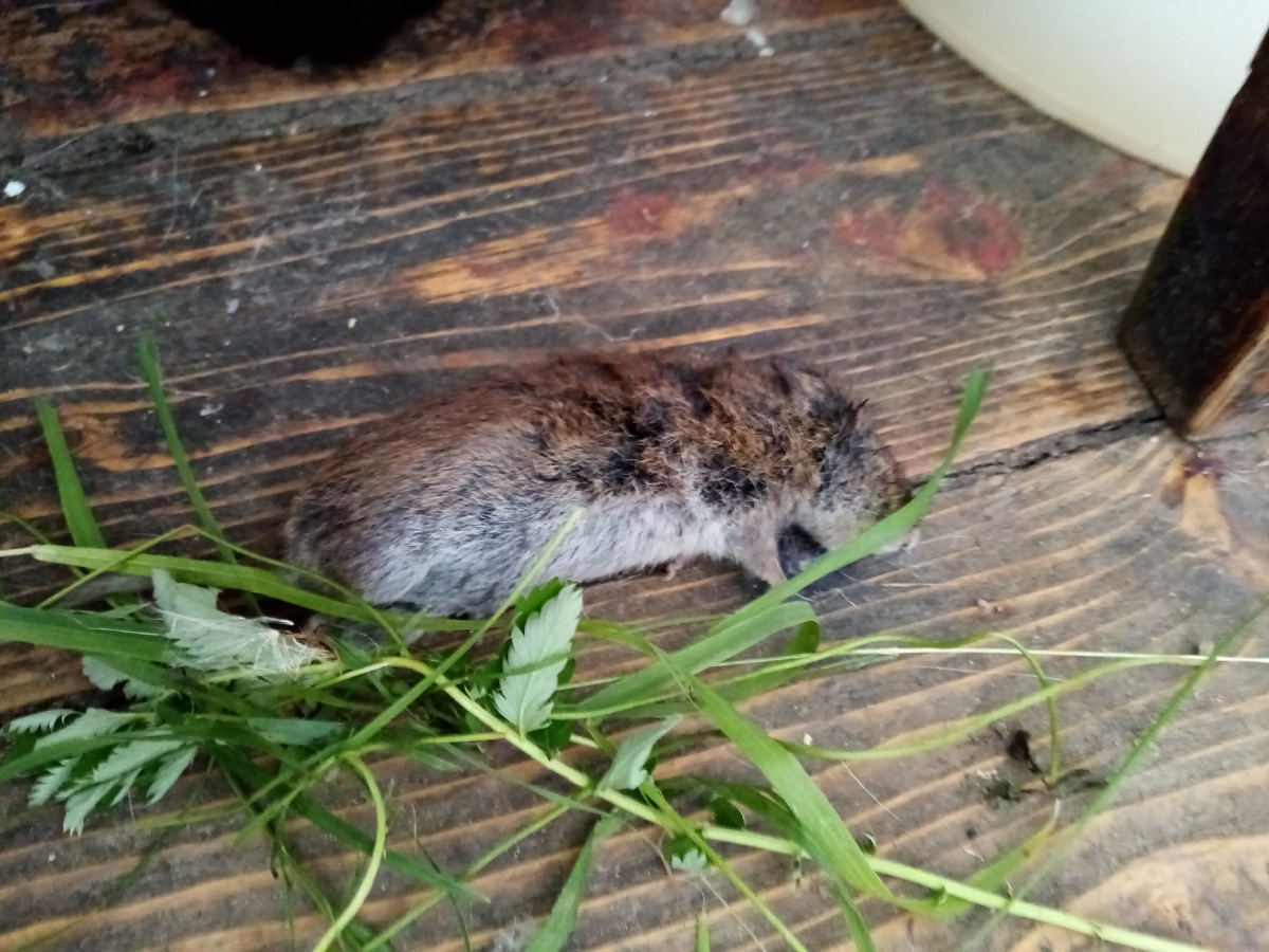 Булка, каждое утро приносила мне завтрак, иногда в постель))) 