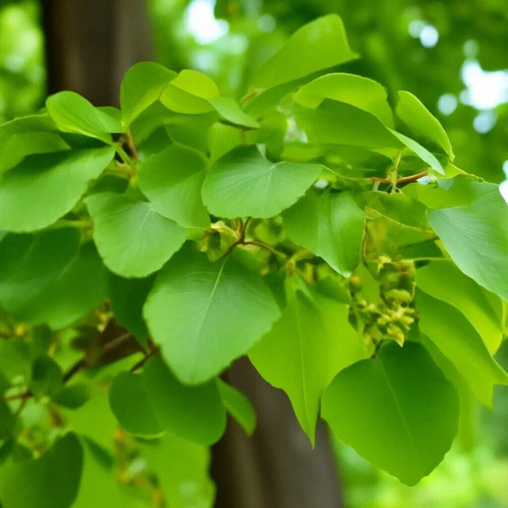 Липа крупнолистная (лат. Tilia platyphyllos)