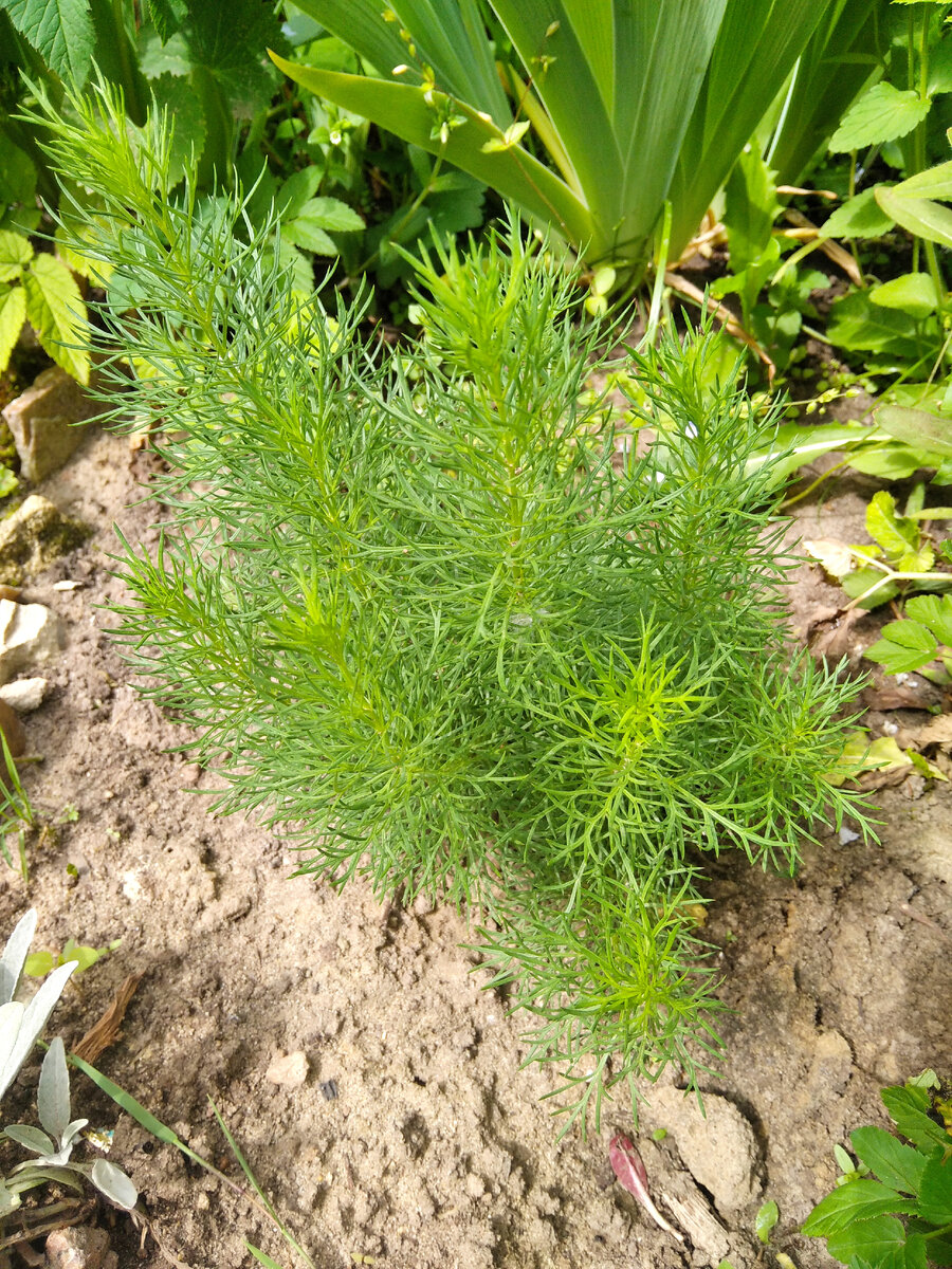 Адонис весенний - симпатичный ажурный кустик. А цветы где? 