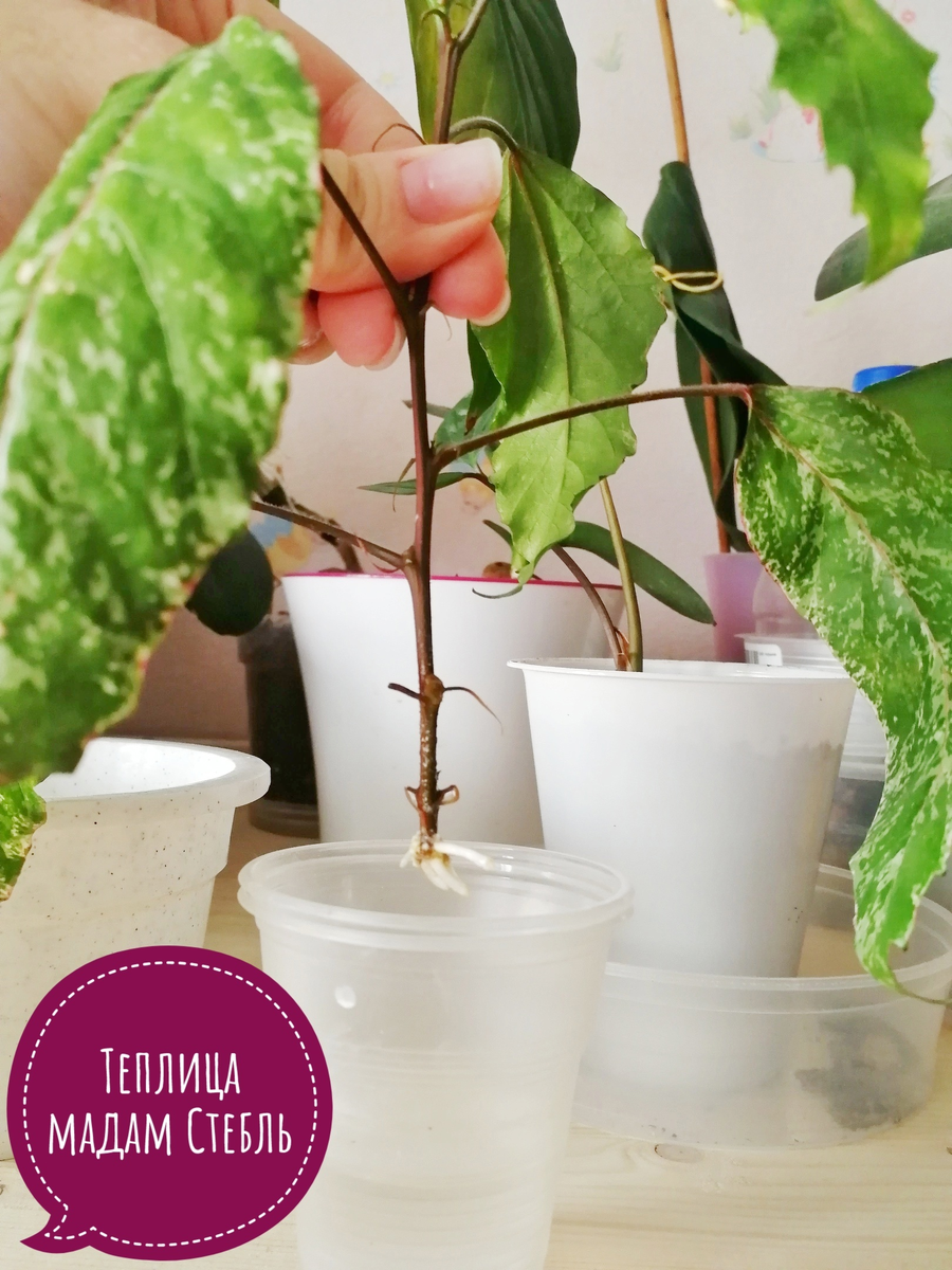 Фото 1. Робкие корешки спустя 3 недели. Фото автора канала