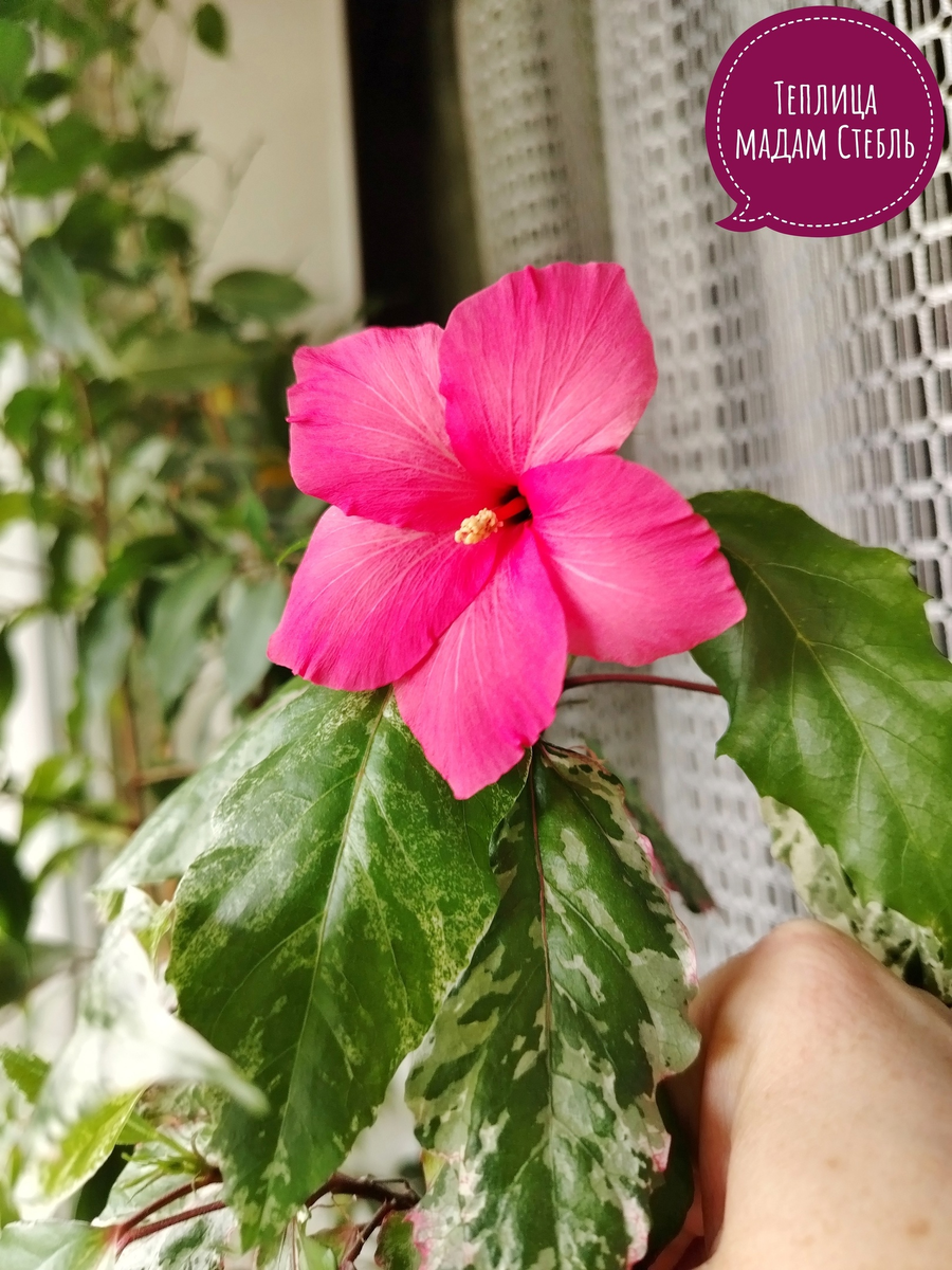 Фото 2. Фото цветения у бабушки не нашла. Но он произвёл фурор на родственников мужа. Фото автора канала