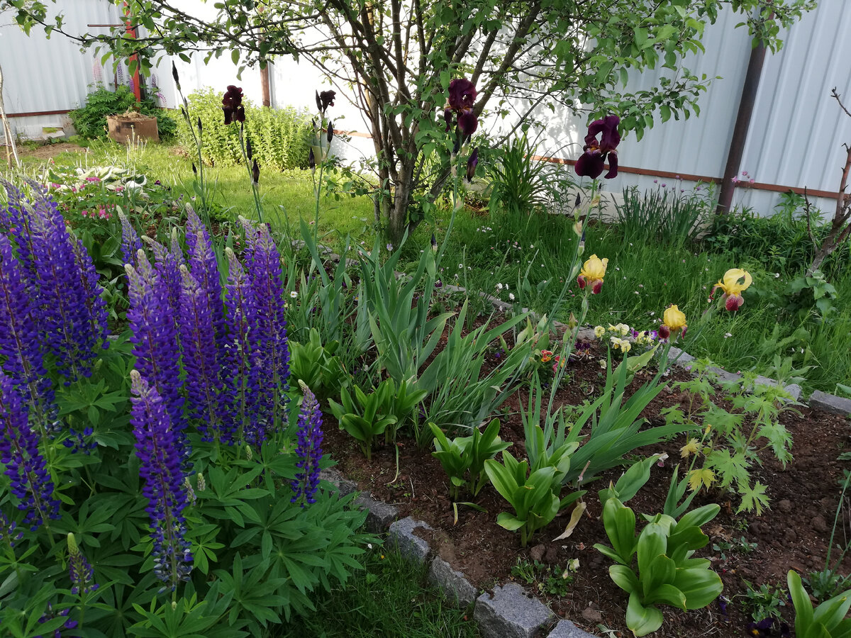 Ещё недавно на этой грядке красовались  тюльпаны и  нарциссы