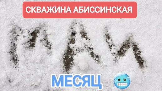 СКВАЖИНА АБИССИНСКАЯ В СНЕЖНОМ МАЕ🥶💦