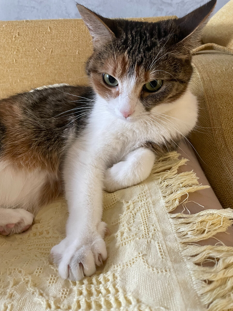 кошка не отходит от меня ни на шаг