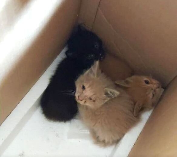 День отлова (7 дней назад)