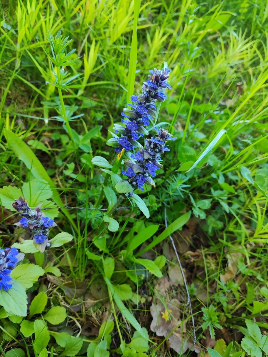 Живучка ползучая. из личного альбома.