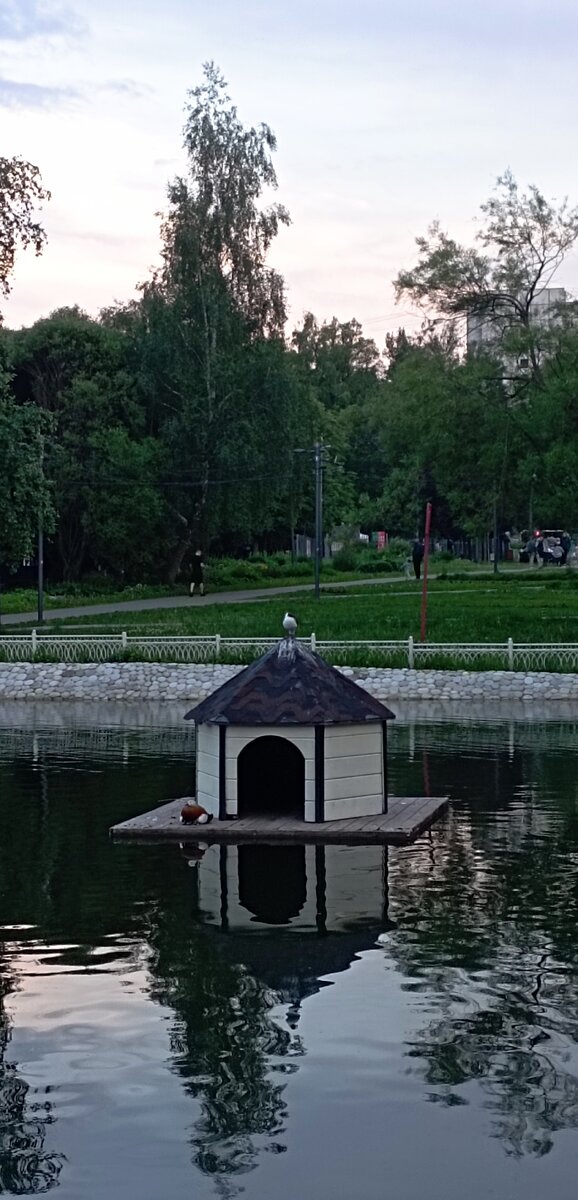 Лианозовский парк. Нижний пруд. Утка огарь с утятами у птичьего домика. И сосед - дебошир чайка. Здесь и далее фото автора или из личного архива автора.