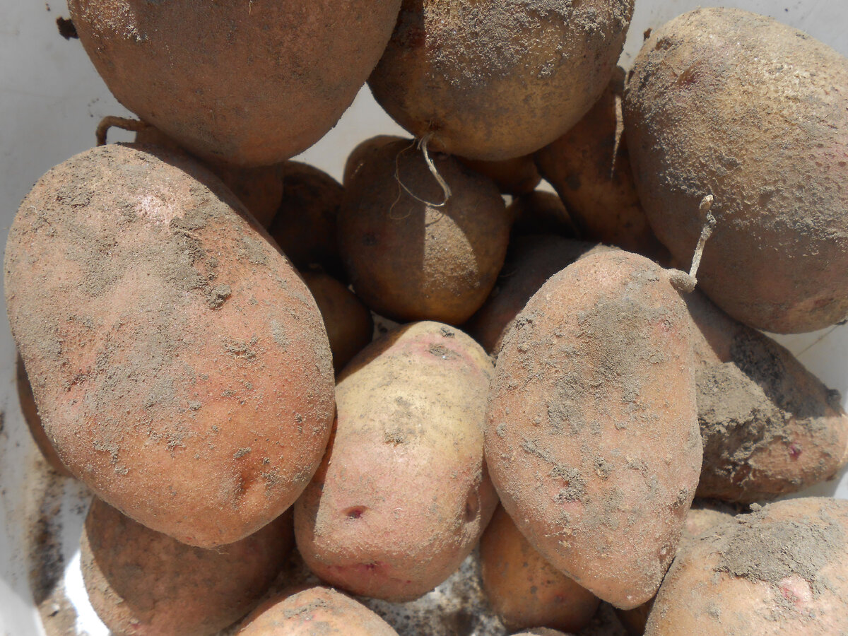 Есть разные способы посадки картофеля. И каждый огородник выбирает тот способ, который ему наиболее удобен и предпочтителен. Так, многие предпочитают выращивать картофель под травой, под соломой.