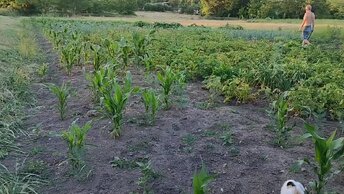 Готовка. Первый кабачок. Поливаем. Живём в станице на Кубани.