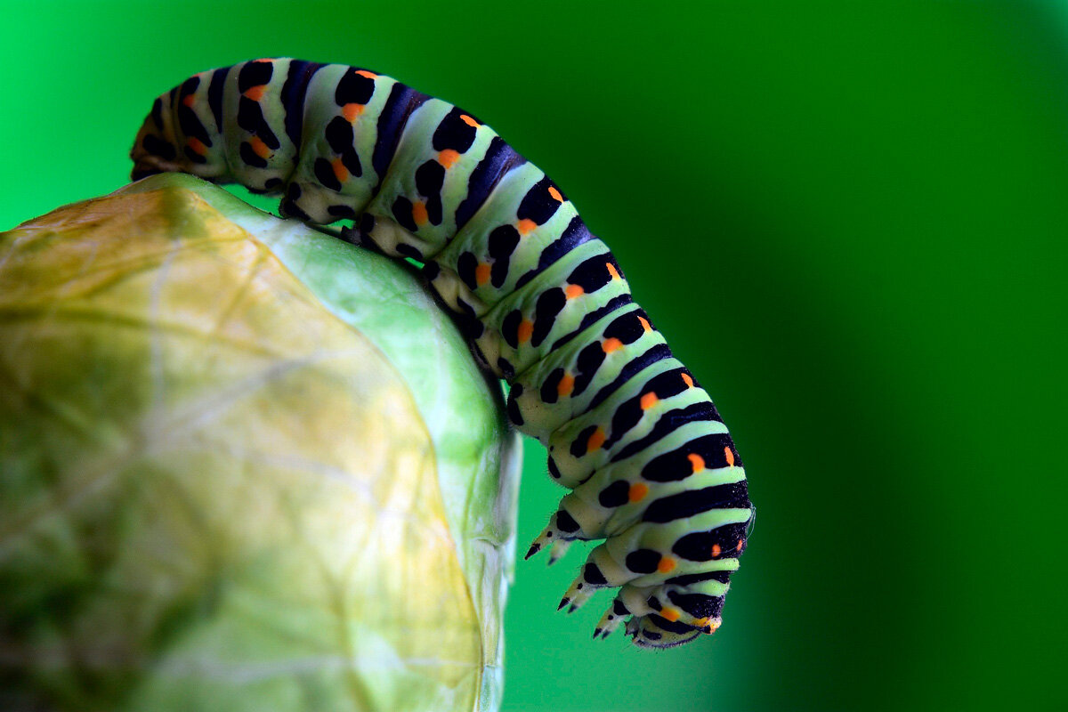   Фото: Artellliii72 / Pixabay.com