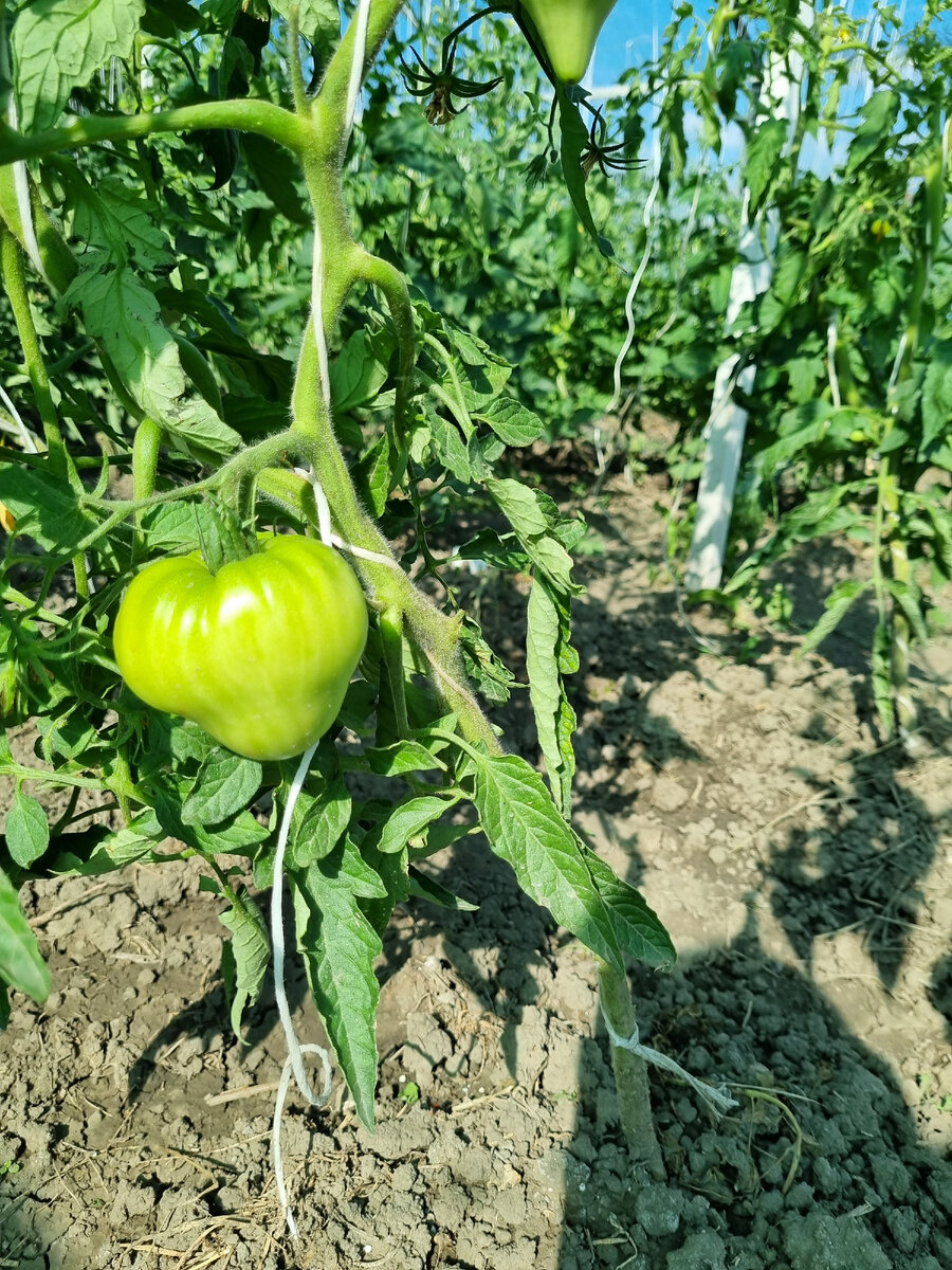 Название не знаю, но наверняка это какое-то "сердце". Сажаю его уже не первый раз,семена собираю свои.