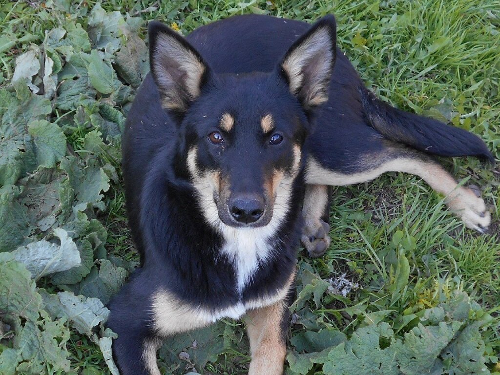 Взгляд умный, характер нордический)