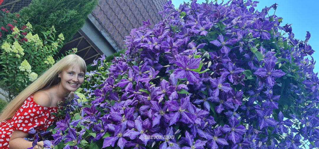 Чем кормлю клематисы летом, для мощного роста и пышного цветения