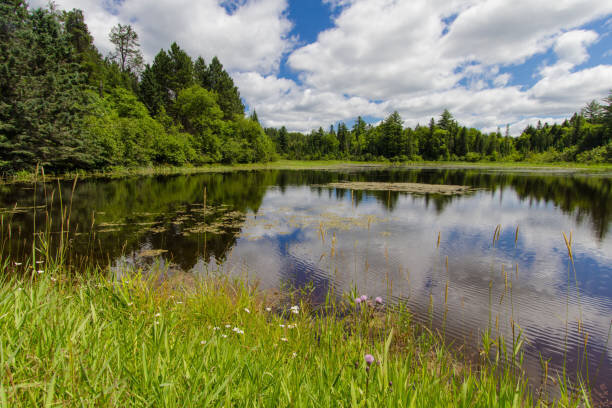 Северный Мичиган