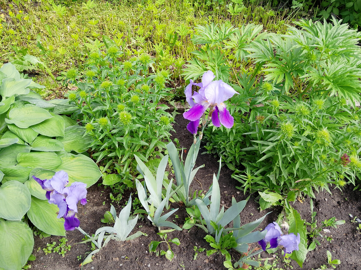 Красота на одной из клумб. Фото автора. 