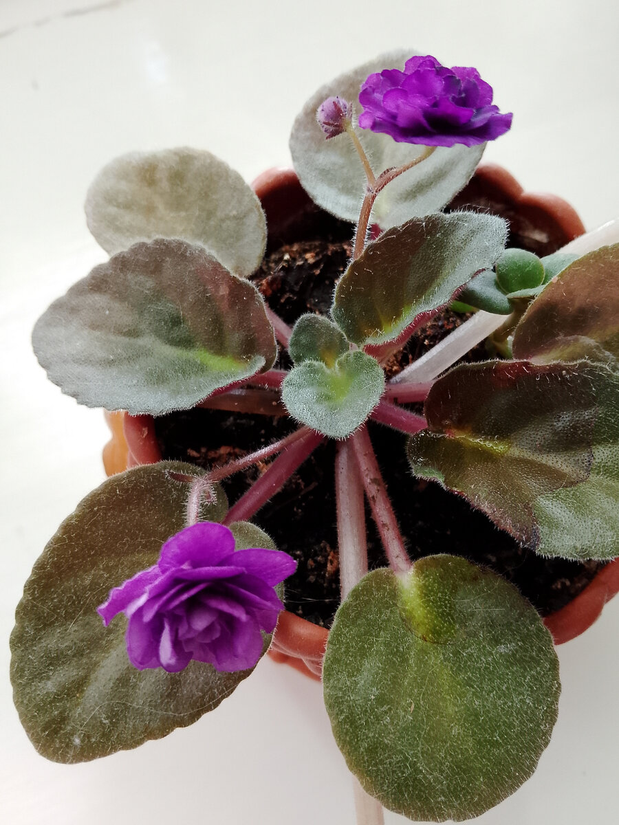Моя единственная фиалка. Когда-то у меня было много разных, но все они погибли. Фото автора
