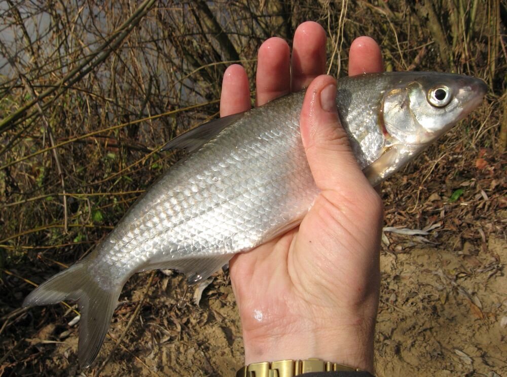 Особь похожа на подуста и многих других своих сородичей.