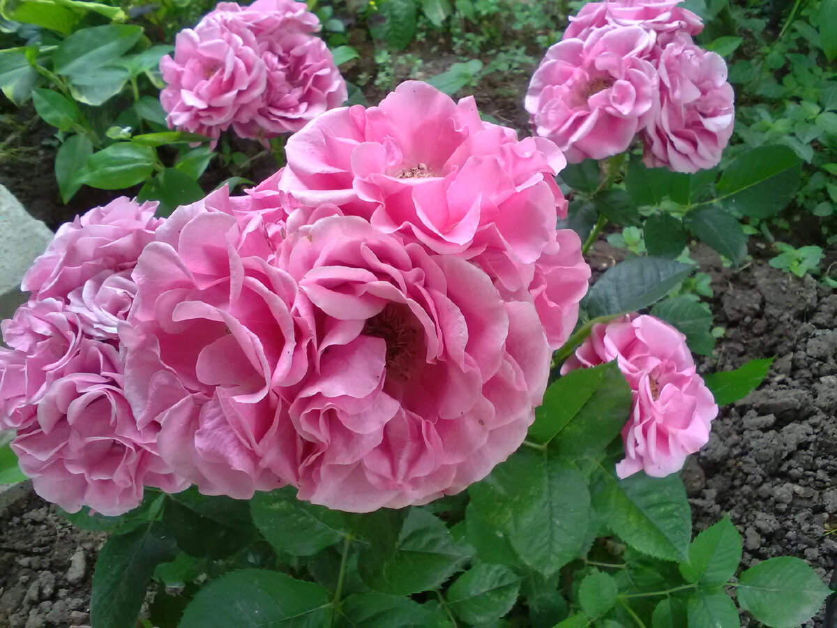 Бесподобно красивая роза