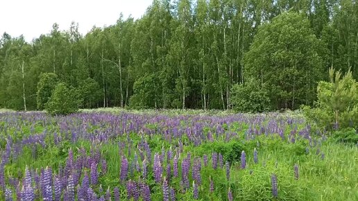 🌾Люпин. Поле цветов💐