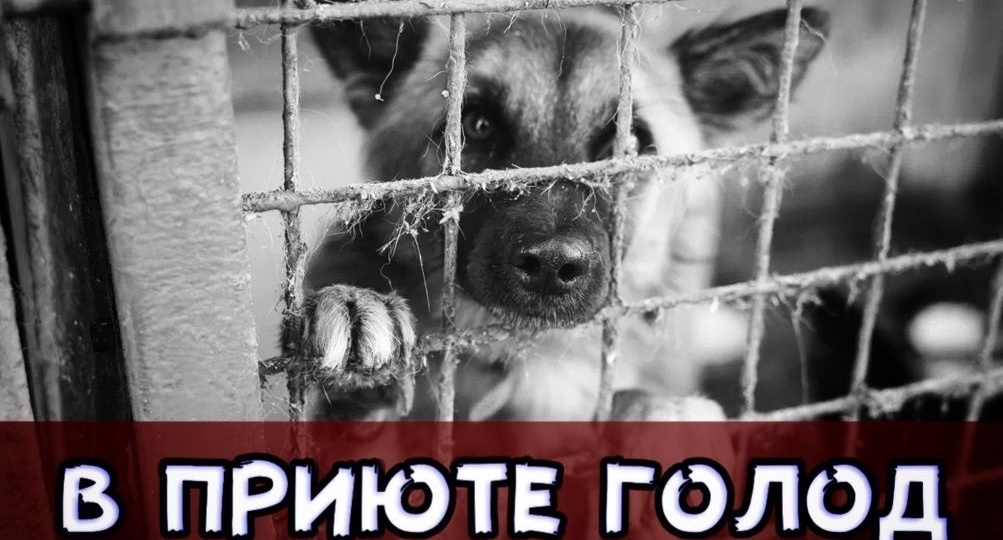 В большом приюте ШАРОМ ПОКАТИ