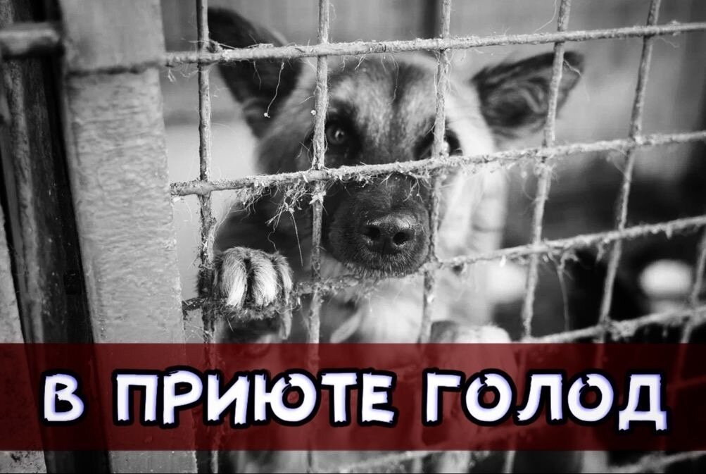 День стольника в приюте "Омские хвостики"