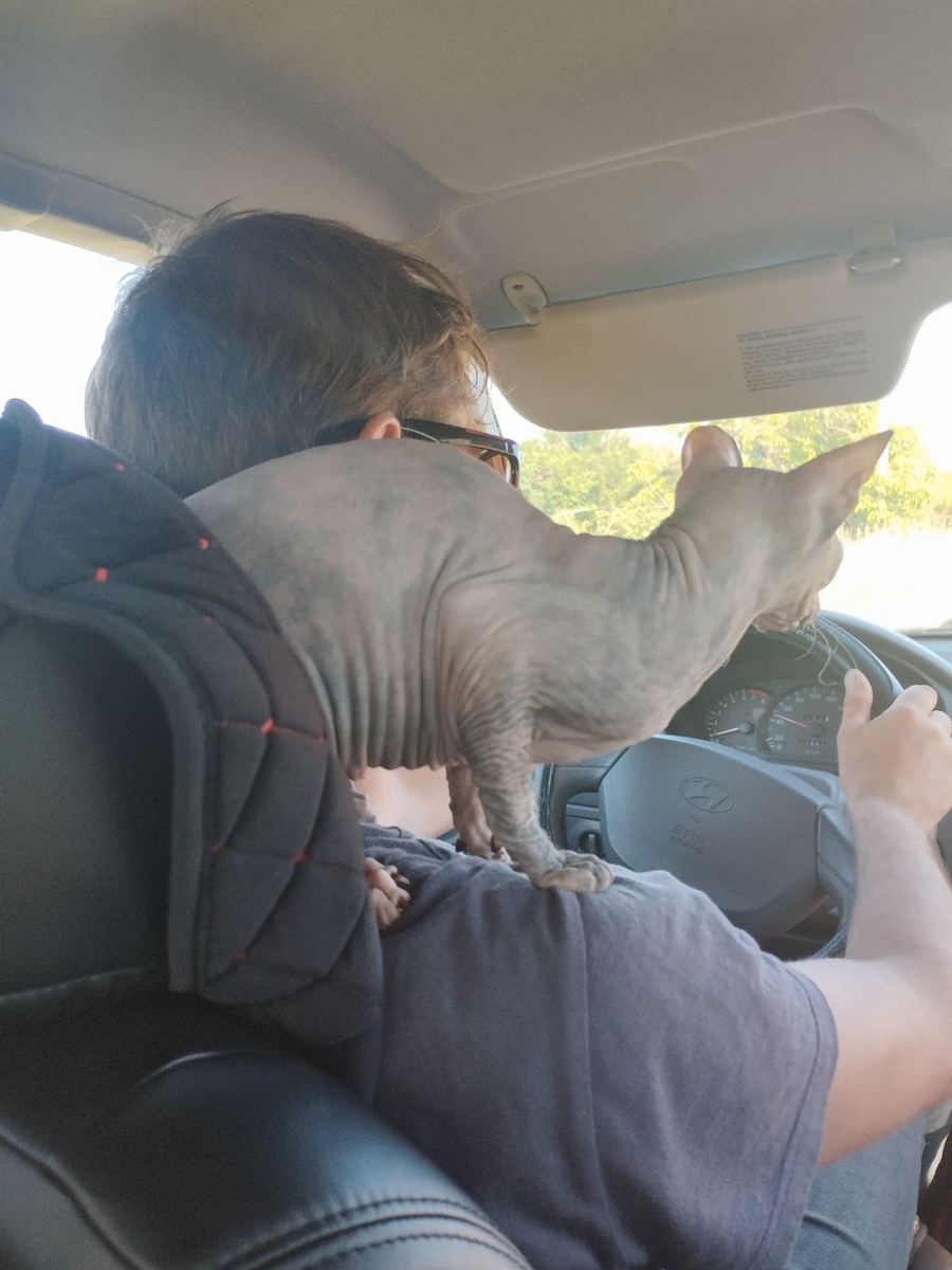 Фото автора. Басюня дорогу показывает))