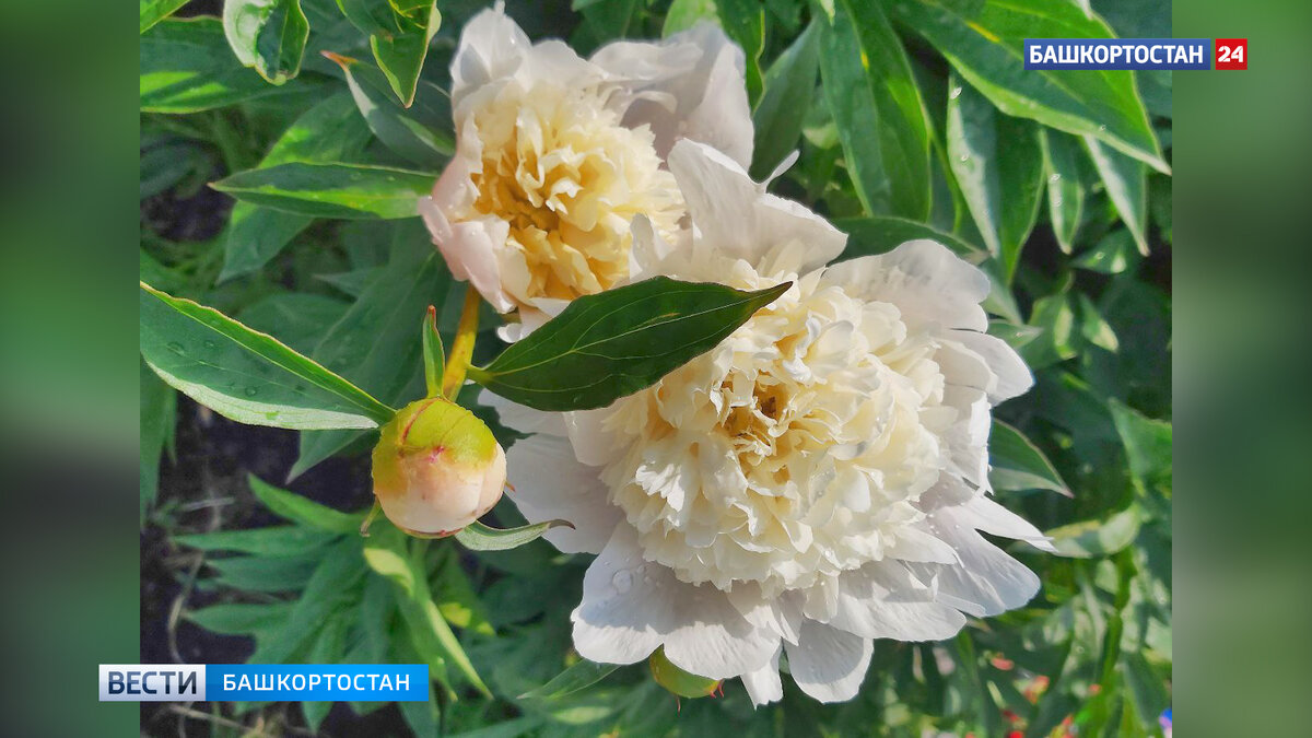    В начале недели в Башкирию вновь придет жара