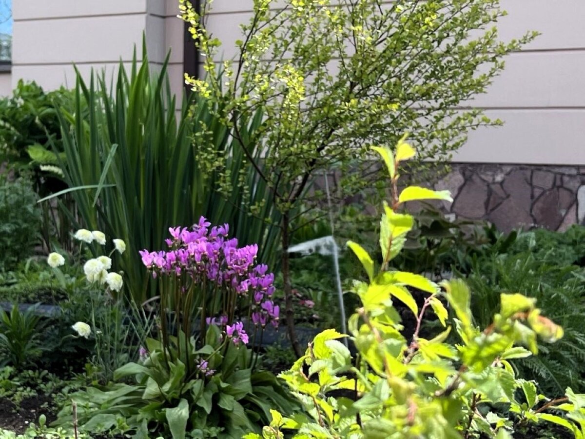 Додекатеон в моем саду