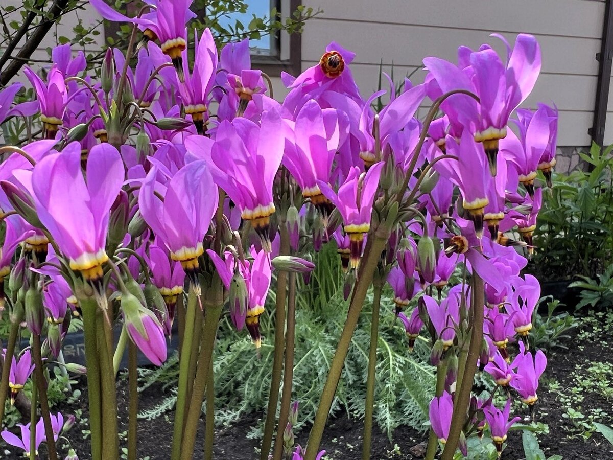 Цветы Додекатеона