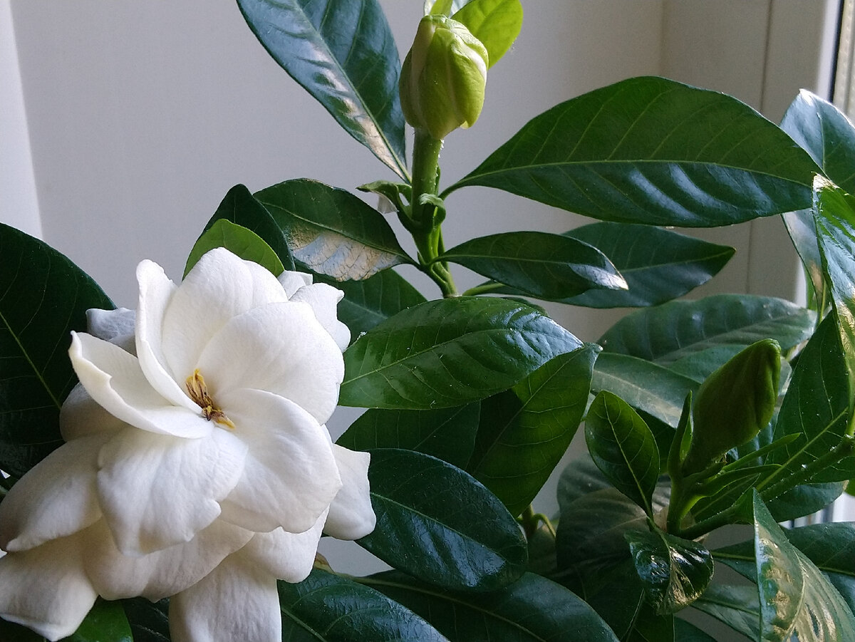 А теперь и у меня растёт, цветёт и пахнет Гардения