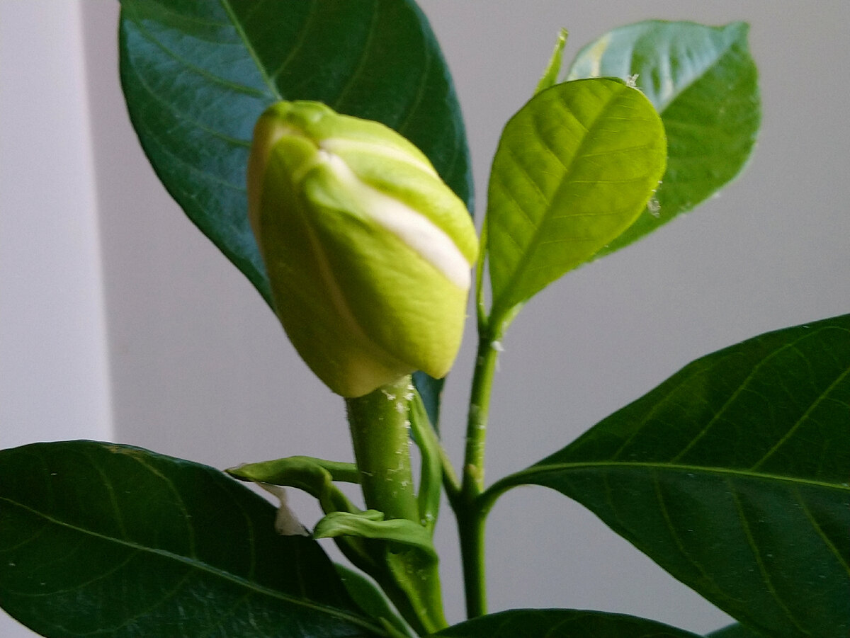 Вот-вот и чудо произойдёт) 