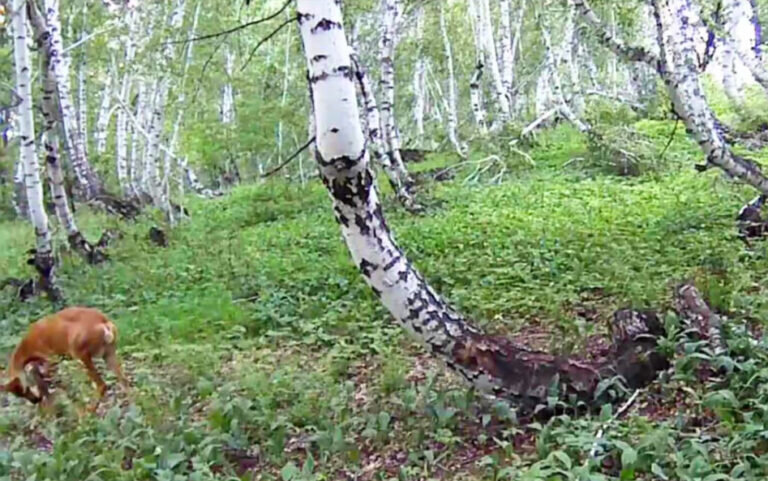    Косуля-мать и ее олененок попали в фотоловушку в Красногвардейском районе Андрей Севостьянов