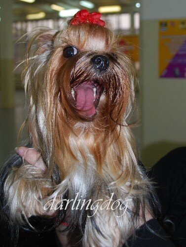 Йоркширский терьер, как и собаки других декоративных пород (чихуахуа, тои, шпицы) из-за маленького размера имеют проблемы с зубами.
